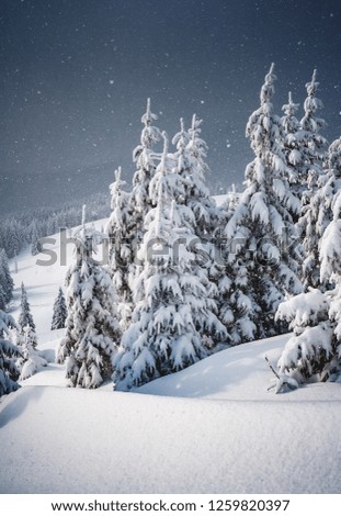 Frozen charming spruces on a frosty day. Location Carpathian mountain, Ukraine, Europe. Alpine ski resort. Incredible wallpaper. Winter greeting card. Happy New Year! Discover the beauty of world.