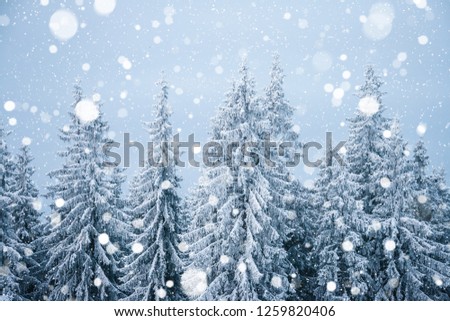 Frozen fabulous spruces on a frosty day. Location Carpathian mountain, Ukraine, Europe. Alpine ski resort. Breathtaking wallpaper. Winter greeting card. Happy New Year! Discover the beauty of world.
