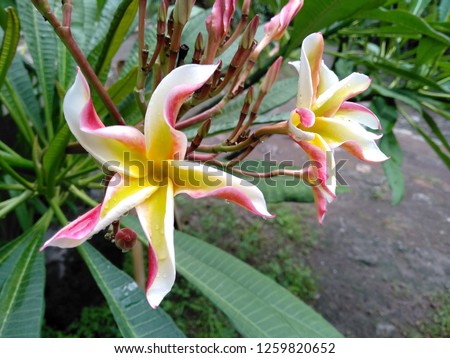 Frangipani flowers in the garden. Tropical flowers frangipani. Frangipani flowers are many in Bali, Indonesia. ( Plumeria flowers with a combination of red, white, pink and yellow )