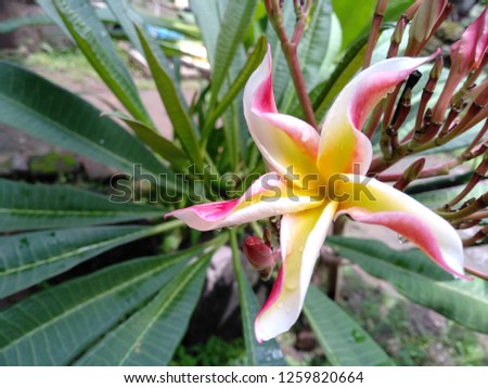 Frangipani flowers in the garden. Tropical flowers frangipani. Frangipani flowers are many in Bali, Indonesia. ( Plumeria flowers with a combination of red, white, pink and yellow )