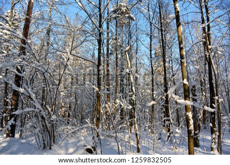 Sunny Christmas Tale in the winter snowy forest, Moscow