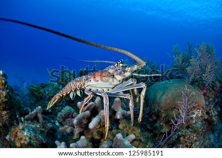 The Caribbean Spiny lobster (Panulirus argus) inhabits tropical and subtropical waters of the Atlantic Ocean, Caribbean Sea, and Gulf of Mexico.  It is normally a nocturnal species. Royalty-Free Stock Photo #125985191