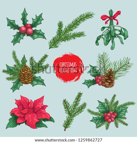 Winter plants elements and compositions. Holly berries, mistletoe, poinsettia, fir branch, pine branches. Hand drawn sketch style colorful natural objects. Best for Christmas decorations and designs.
