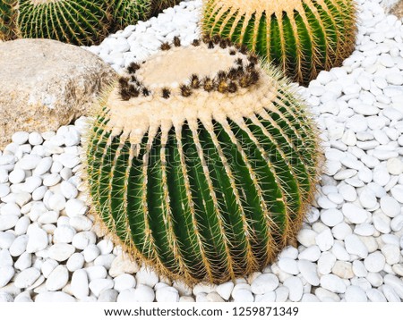 Close up thorns of cactus in the desert