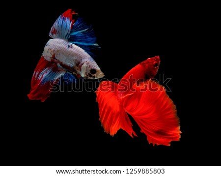 The motion of siames fighting fish in black background ,
Betta splendent fish.