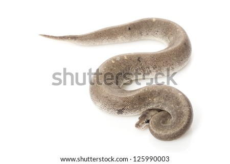 sliver bullet ball python (Python regius) isolated on white background.