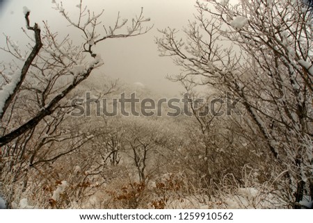 frozen trees in snowy winter
