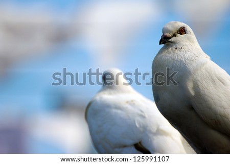Two white doves and a laundry line in the background
