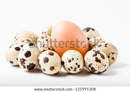 Bunch of quail eggs and a one chicken eggs on white