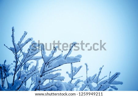 tree branches in the snow. image with copyspace