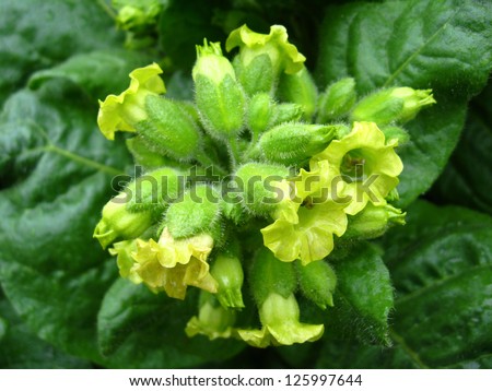 The image of magnificent and beautiful flowers of tobacco