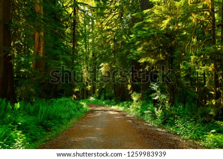 a picture of an exterior Pacific Northwest forest hiking trail