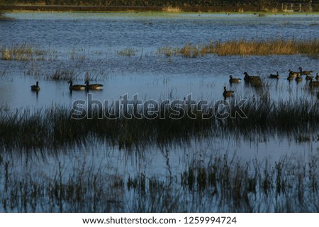 a picture of an exterior Pacific Northwest  wetlands