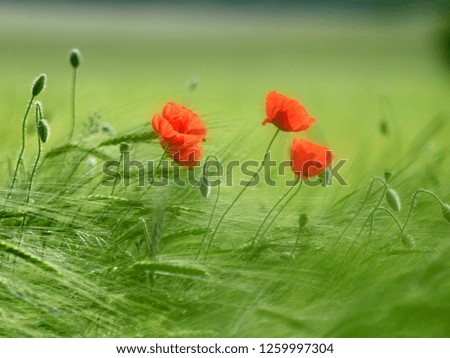 beautiful blooming poppies in the green cereal field in summer