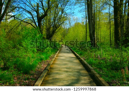 a picture of an exterior Pacific Northwest forest walking path