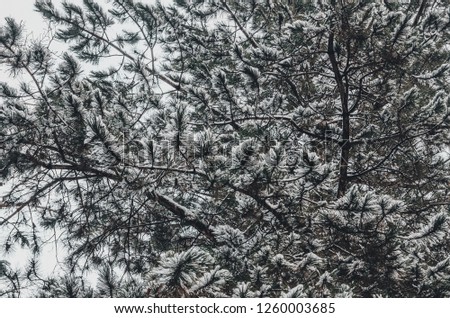 Snow-cowered fir branches. Frost tree in the winter time. Winter frost forest.