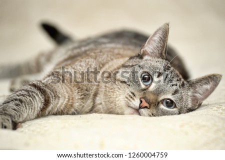 beautiful blue eyed thai tabby cat