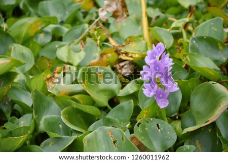 Closeup of Flowering Water Hyacinth (Eichhornia crassipes) on the pond
