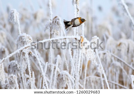 Winter and birds. White nature background. 