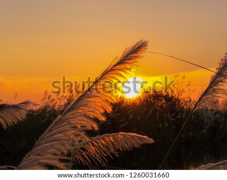 Grass flower with sun set background and evening sky.
