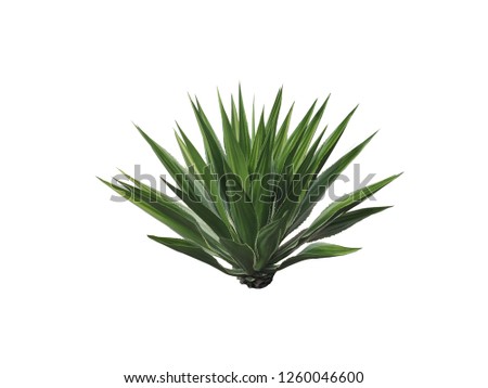 Agave plant isolated on white background.,This has clipping path.  Royalty-Free Stock Photo #1260046600
