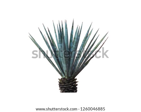 Agave plant isolated on white background.,This has clipping path. 
 Royalty-Free Stock Photo #1260046885
