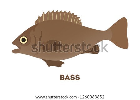 Bass fish from the lake or river. Creature with large mouth in wildlife. Idea of fishing. Flat vector illustration