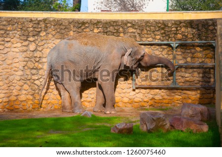 Big elephant opening the door, in the zoo, autumn