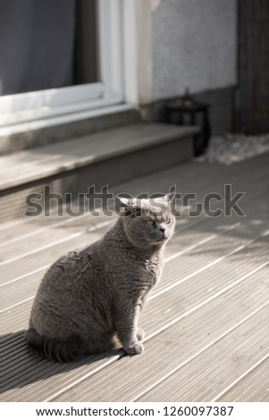 Contrasty image of a British Short Hair cat looking away sitting on a wooden decking in the garden of house in Edinburgh City, Scotland, UK, in a bright sunny morning