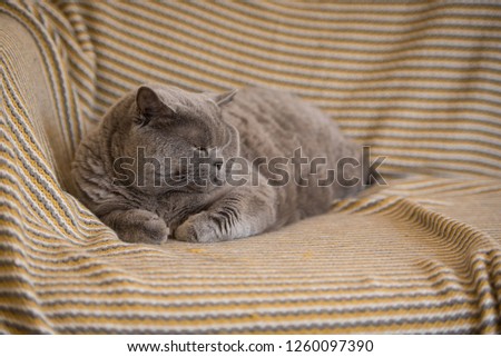Elegant British Short Hair cat with sleepy eyes lying on yellow blanket over a couch in a house in Edinburgh City, Scotland, UK,with a fluffy rounded face and body