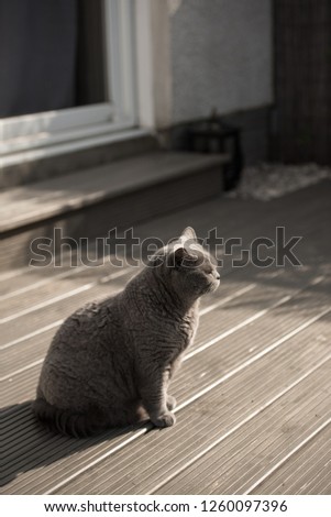 Contrasty image of a British Short Hair cat sitting on a wooden decking looking away in the garden of house in Edinburgh City, Scotland, UK, in a bright sunny morning