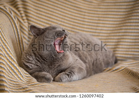 British Short Hair cat with her mouth fully open as she yawns while lying on yellow blanket over a couch in a house in Edinburgh City, Scotland, UK