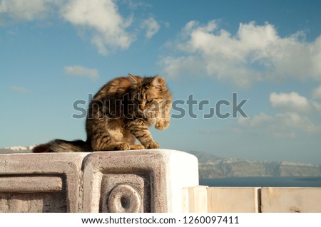 Magestic stray Maine Coon cat sitting on top of a stone wall posing with a retracted leg and looking away in the island of Santorini, Greece, with the see and blue sky on the background