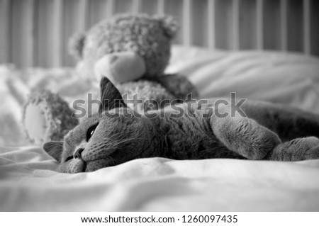 Black and White close up of a candid British Short Hair cat lying on a bed looking away next to a teddy bear in a house in Edinburgh City, Scotland, UK
