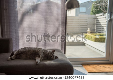 Backlit picture of a cosy British Short Hair cat lying on a grey couch next to a patio door partially covered by a curtain and a zen garden with a stone pagoda in a house in Edinburgh City, Scotland.
