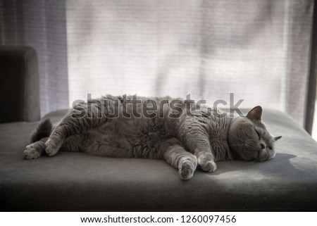 Monochrome Backlit picture of a sleeping British Short Hair cat lying on a grey couch in a house in Edinburgh City, Scotland, UK, with a curtain blocking the light from a patio door next to a garden