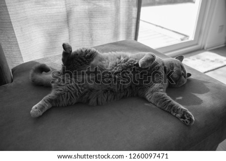 Black and White Backlit picture of a cosy British Short Hair cat lying on a grey couch in a house in Edinburgh City, Scotland, UK, with a curtain blocking the light from a patio door next to a garden