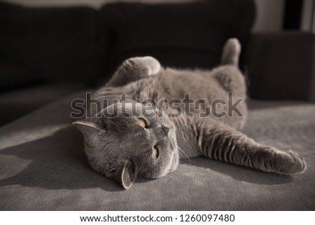 Cosy British Short Hair cat looking away lying comfortably on a grey couch in a house in Edinburgh City, Scotland, UK, as the sun comes in filling the scene with warm light
