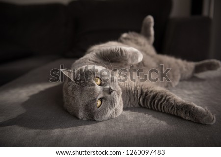 Cosy British Short Hair cat looking at the camera with big bright yellow eyes lying comfortably on a grey couch in a house in Edinburgh City, Scotland, UK, as the sun comes in 