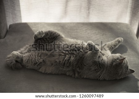 Cosy British Short Hair cat lying with her legs up on a grey couch in a house in Edinburgh City, Scotland, UK, with a curtain blocking the light from a patio door creating a candid scene
