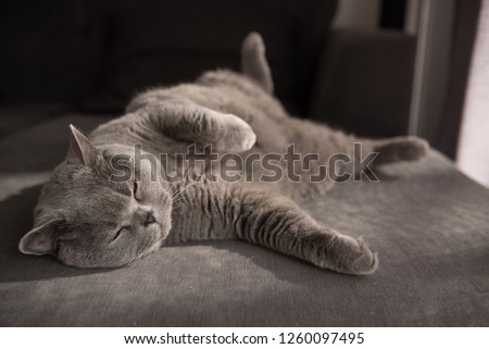 British Short Hair sleeping comfortably with her legs up on a grey couch in a house in Edinburgh City, Scotland, UK, as the sun comes in filling the scene with warm light