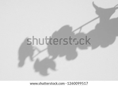 shadow of orchid on white wall background