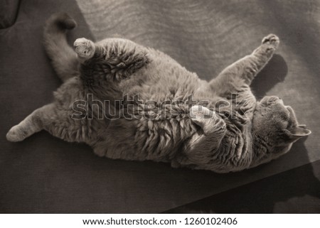 British Short Hair cat lying on a sofa fully relaxed in a house in Edinburgh City, Scotland, UK