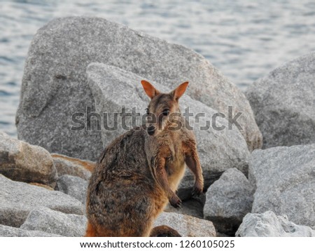Rock wallaby on Magnetic Island, Australia
