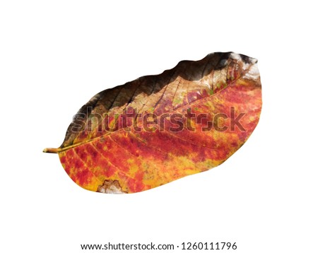a dry leaves isolated on white background, leaves dry orange brown autumn, leaves dry wither in global warming concept