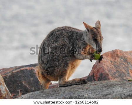 Rock wallaby on Magnetic Island, Australia