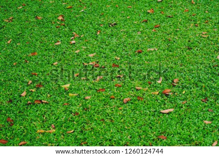 Green lawn is decorated with dry leaves ิbrown.