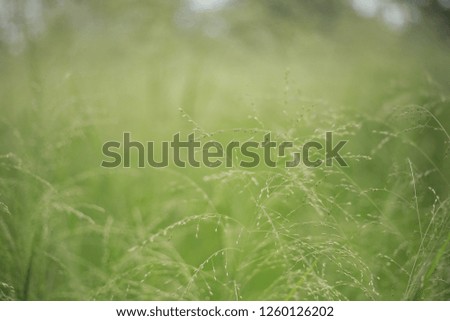 grass that is photographed with a narrow depth of field makes this photo good for background writing or poster design or something else