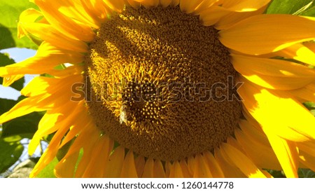 sunshine bees nectar yellow flower 