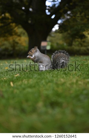 beautiful squirrel in a park